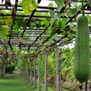 Blustru (Luffa Aegyptica Mill)