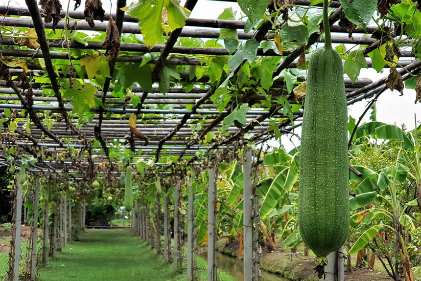 Blustru (Luffa Aegyptica Mill)