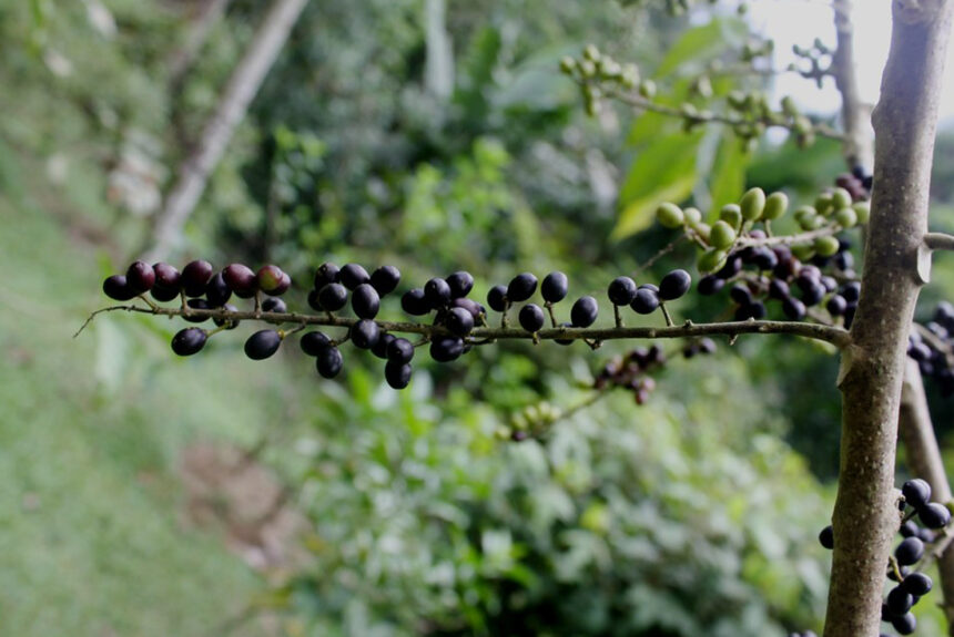 Buah Makasar (Brucea Javanica)